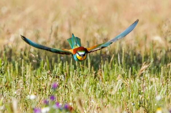 照片故事~黃喉蜂虎 照片故事~黃喉蜂虎