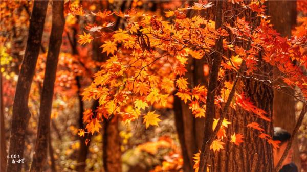 又快到了去本溪賞楓的季節，楓林谷是我退休以後每年都要去的地方