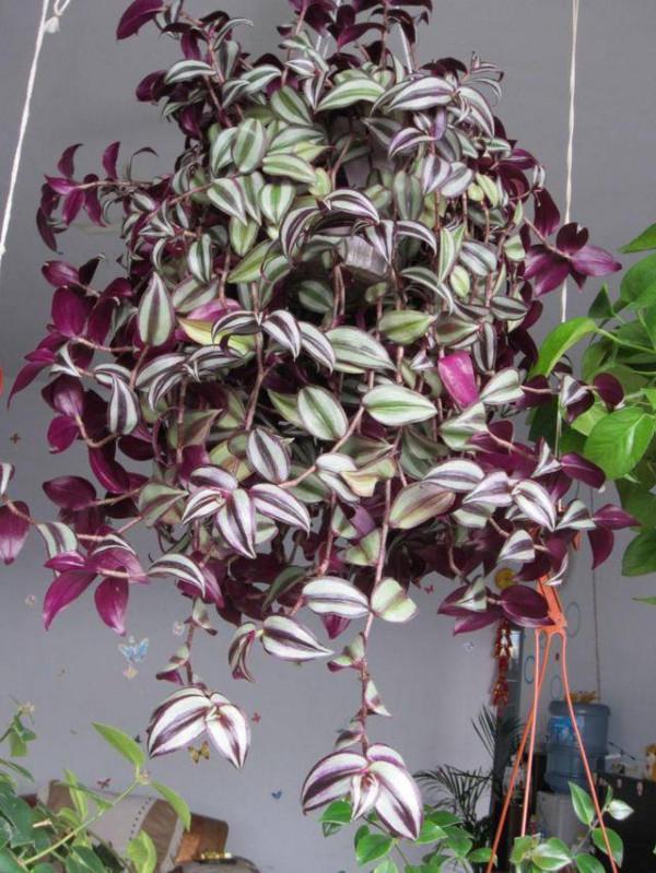 38種超級耐陰的花,沒光也能養爆盆,養在陽臺客廳超有範兒 38種超級耐陰的花,沒光也能養爆盆,養在陽臺客廳超有範兒