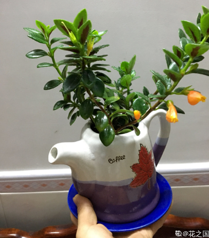 不走尋常路!水壺變盆栽,只需這3步,小巧精緻花樣多 不走尋常路!水壺變盆栽,只需這3步,小巧精緻花樣多