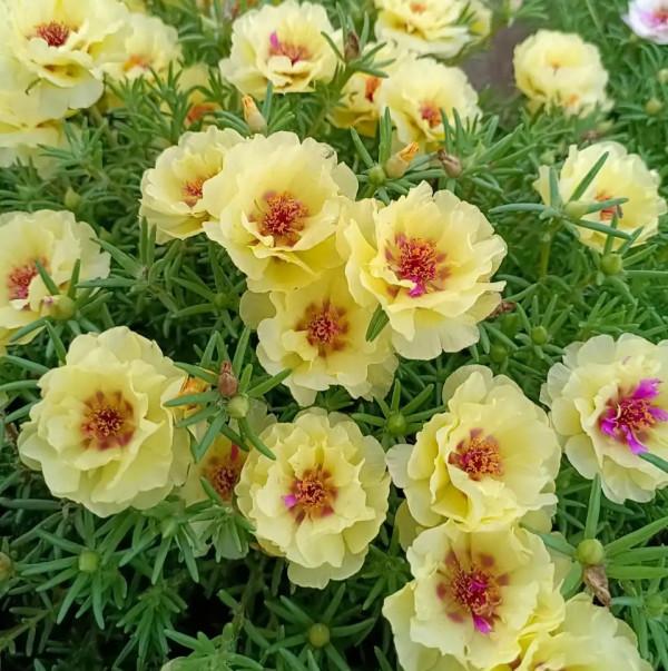 容易因多澆水而死的“18種花”，養不活都是由於手太勤