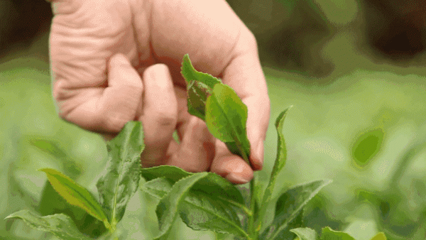 一天、一年、一生中分別喝什麼茶?茶葉院士總結了一個規律 一天、一年、一生中分別喝什麼茶?茶葉院士總結了一個規律