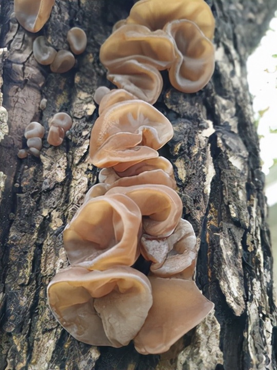 在農村常見5種食物,或會含有“毒素”,愛吃的人請多注意 在農村常見5種食物,或會含有“毒素”,愛吃的人請多注意