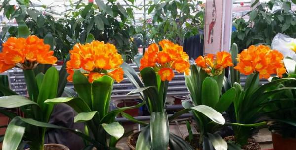 家裡光線差，就養17種“陰性花”，漂亮有格調，貴氣又吉利