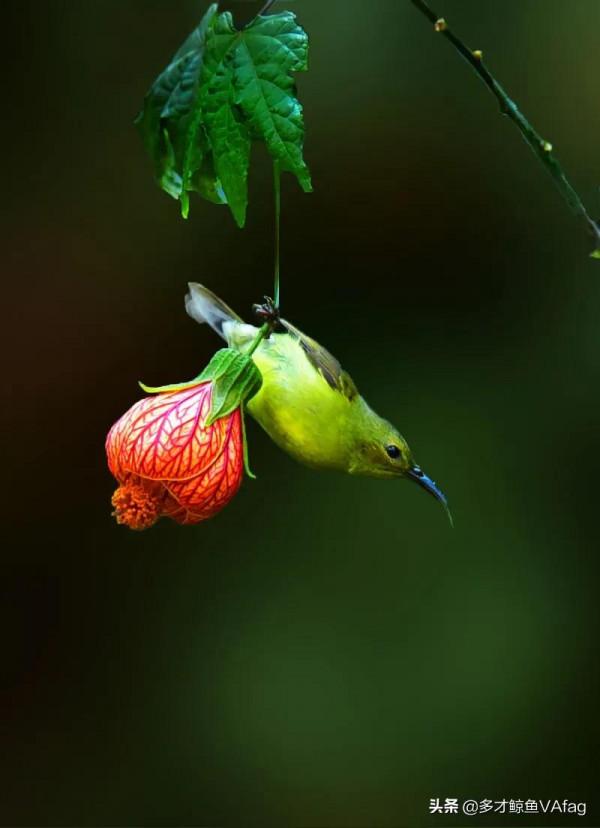 還有這麼美麗的太陽鳥