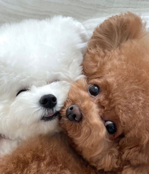 做什麼都一起的貴賓與比熊：兩團棉花糖的激萌日常