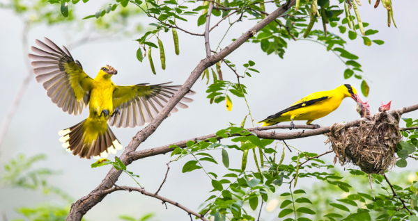 青黃兩種鳥，都是山間的精靈，誰更符合你的審美觀？