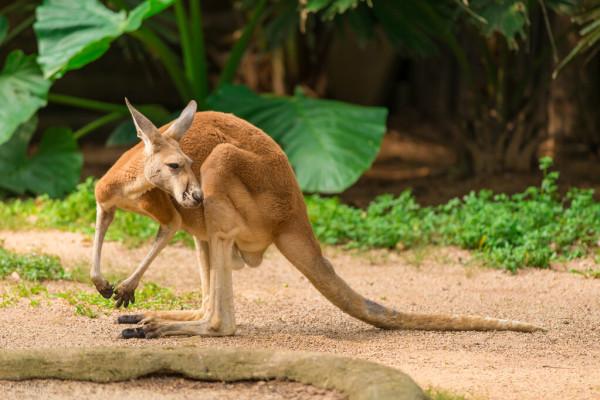 全世界60個國家的珍稀國寶
