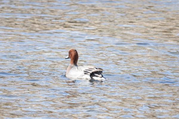 春節清河觀鳥記錄