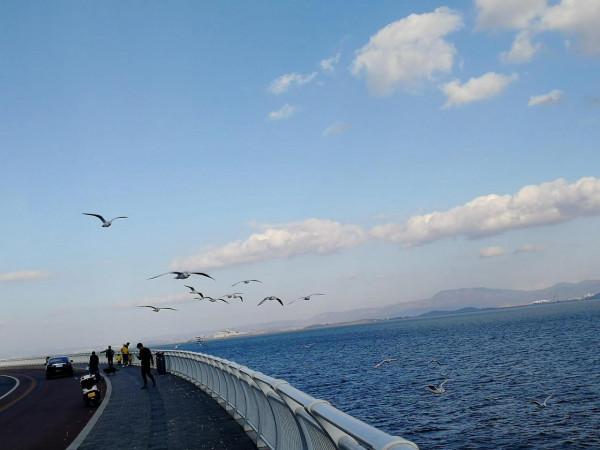 冬日嘉賓 紅嘴鷗