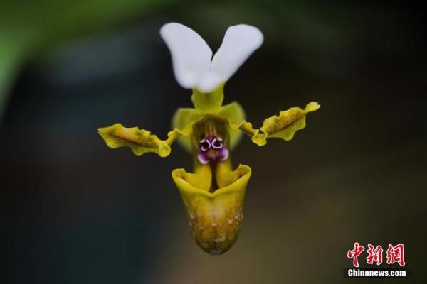 多樣生命多彩世界 走進奇妙雲南