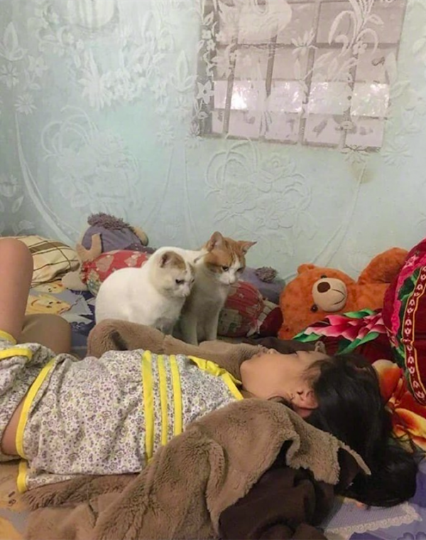 女子熬夜睡過頭忘了喂貓，睜開眼後卻想繼續裝睡：我真不是故意的