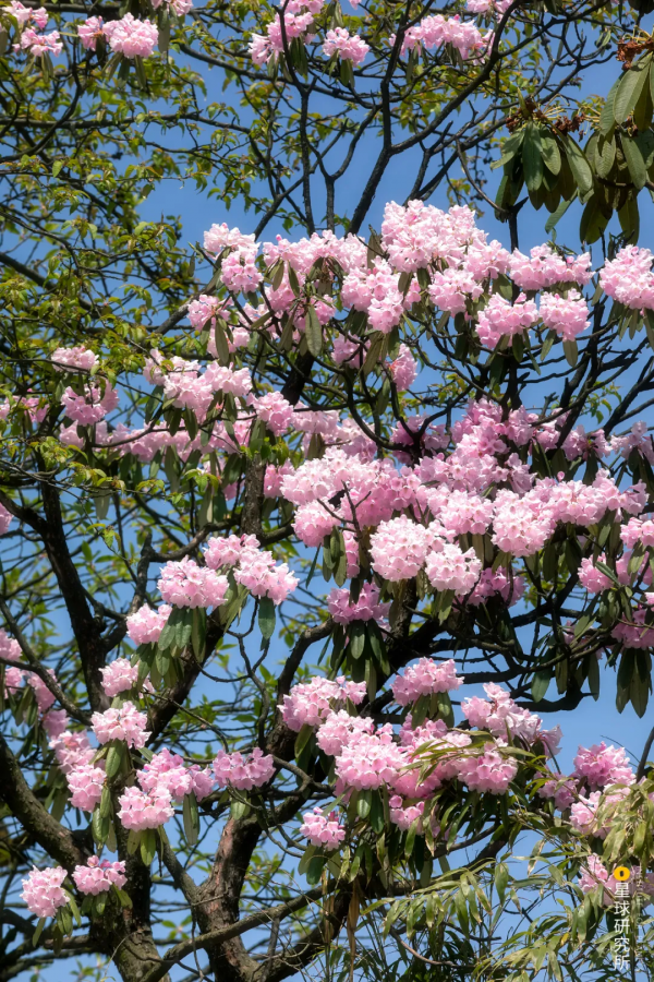 四川從哪裡來? 四川從哪裡來?