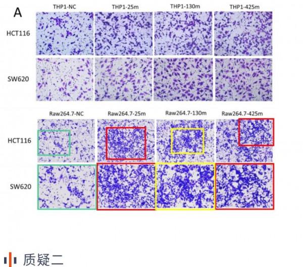 首都醫科大學團隊的高分論文因大量圖片重複被質疑 首都醫科大學團隊的高分論文因大量圖片重複被質疑