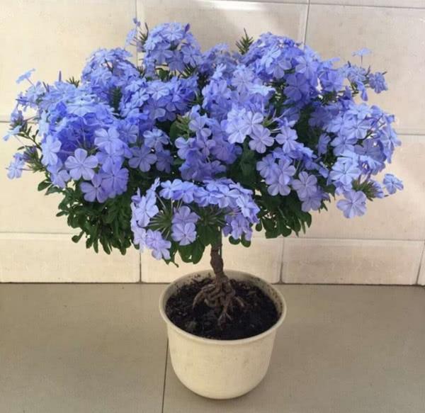 13種“懶人花”,客廳養一盆,輕鬆又吉利,四季輪流開 13種“懶人花”,客廳養一盆,輕鬆又吉利,四季輪流開