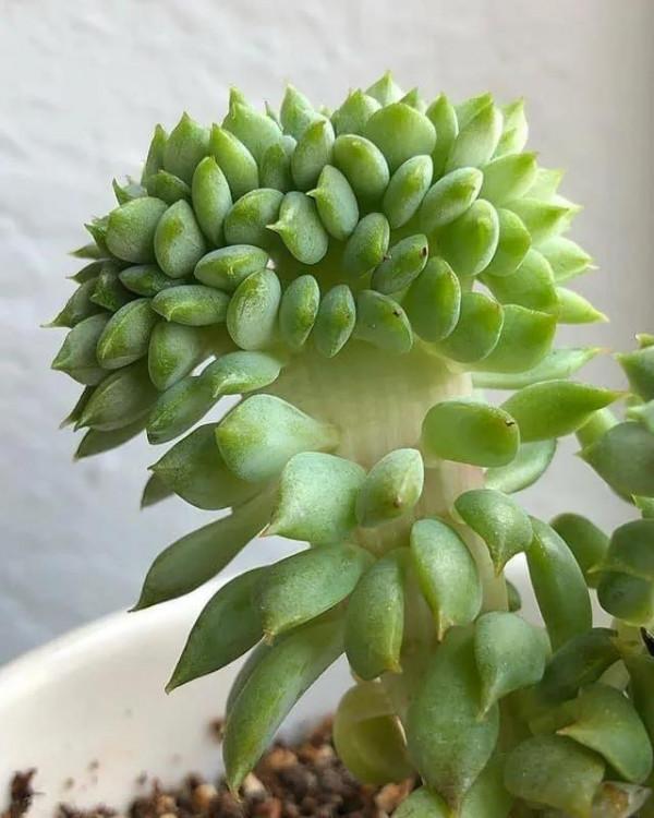 多肉走一波,見證奇妙大自然 多肉走一波,見證奇妙大自然