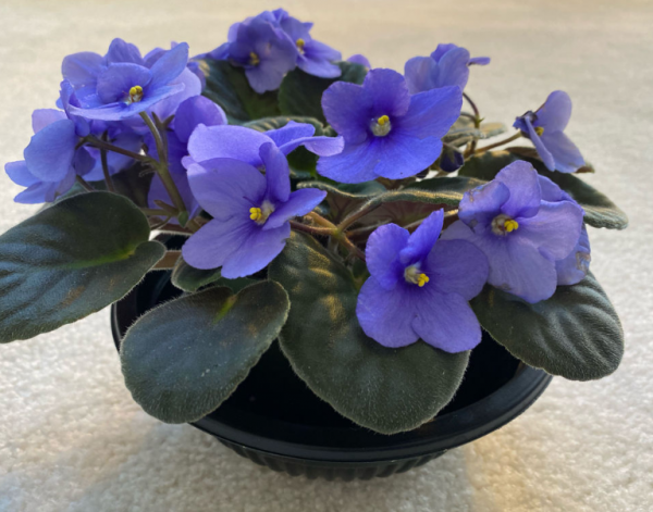 家裡5個地方不適合養花,放一盆死一盆,趕緊搬 家裡5個地方不適合養花,放一盆死一盆,趕緊搬