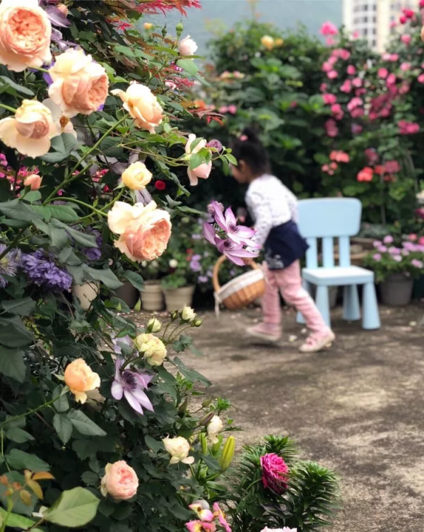 （2019）園丁獎露臺組《003號》一卷花薔 沉澱的時光