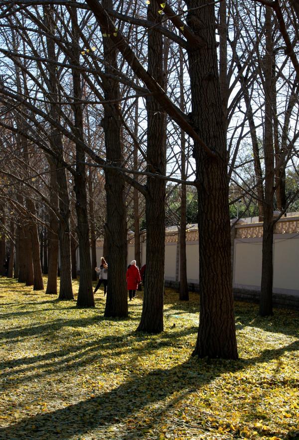 一場風雪,北京釣魚臺鋪就“金色大道” 一場風雪,北京釣魚臺鋪就“金色大道”