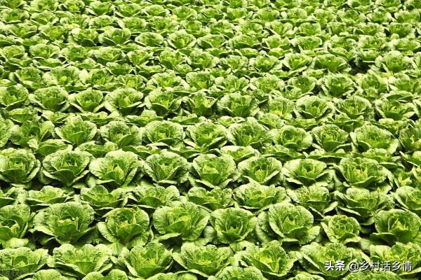 家裡留下來的種菜方法，啥化肥也不用施，蔬菜高產還好吃