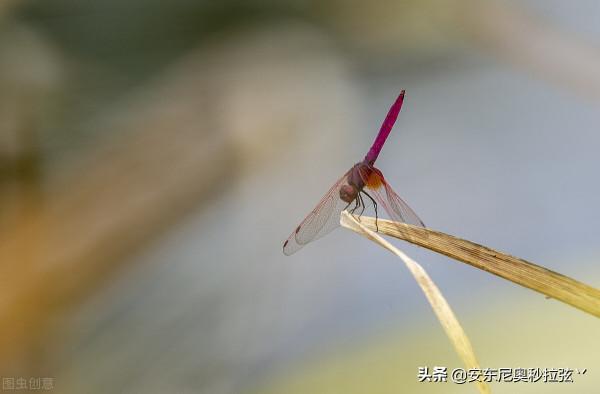 蜻蜓的生活習性