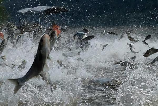 懸賞500萬的鯉魚!這條鯉魚究竟犯了啥事,被澳大利亞重金通緝? 懸賞500萬的鯉魚!這條鯉魚究竟犯了啥事,被澳大利亞重金通緝?