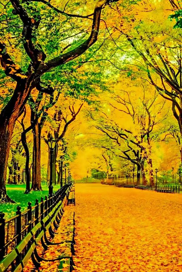 美景：山中樹林 小路通幽