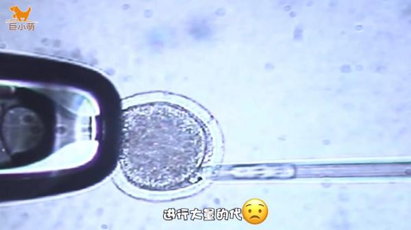 如果克隆狗能保留思想和性格,是不是能有雙倍快樂?來看真實案例 如果克隆狗能保留思想和性格,是不是能有雙倍快樂?來看真實案例