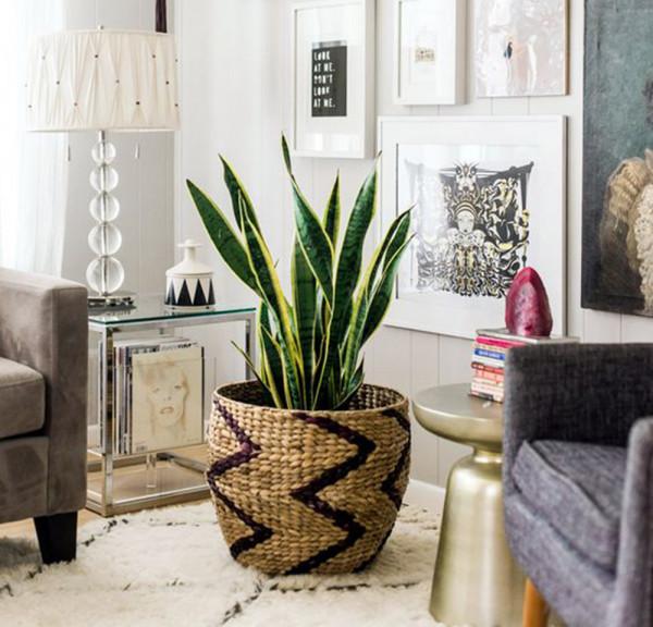 寓意吉祥的“4種花”，建議家裡養一盆，好養還利於健康