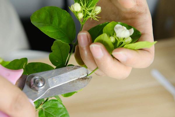 高溫潮溼不宜養花?簡單5步,打造“茉莉天堂” 高溫潮溼不宜養花?簡單5步,打造“茉莉天堂”