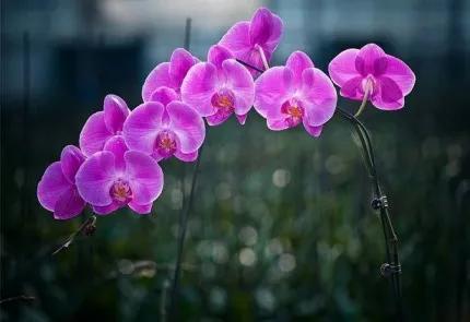 分享——高雅多姿的蝴蝶蘭