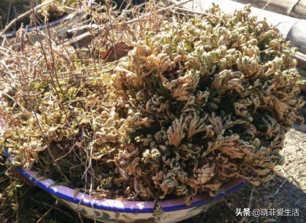 8種“喜水花”，不怕澆死了，越澆水長得越旺，手不勤養不活