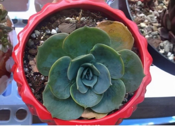 你過來，我告訴你秋冬季植物怎樣養護？