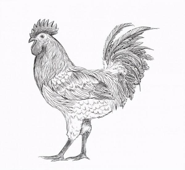 雲南六大名雞,哪隻是你們家鄉的? 雲南六大名雞,哪隻是你們家鄉的?