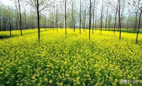 十大模式“引爆”林下經濟發展 十大模式“引爆”林下經濟發展