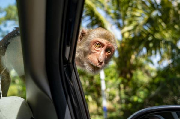 海南：南灣猴島的獼猴惹人喜愛