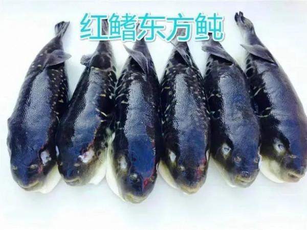 又雙叒有人吃這種魚中毒!別再以命相搏啦! 又雙叒有人吃這種魚中毒!別再以命相搏啦!