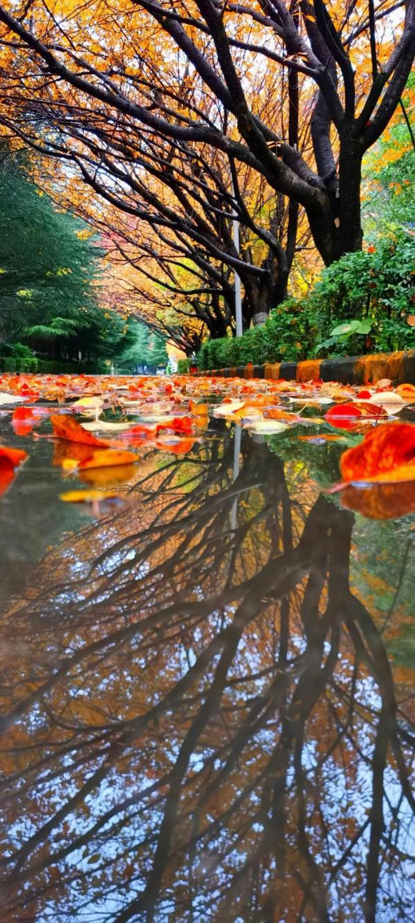 2021逐秋川西北，大愛身邊的秋紅