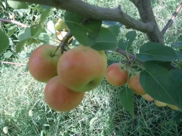 七絕/重陽有感（中華通韻）