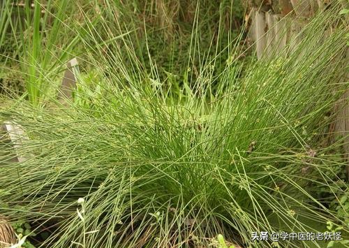 每日一中藥——燈心草 每日一中藥——燈心草