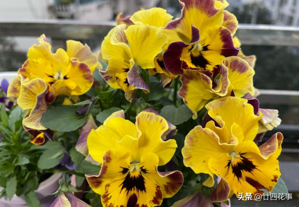 春節3種&OpenCurlyDoubleQuote;廢料&rdquo;，都是養花&OpenCurlyDoubleQuote;寶貝&rdquo;，透氣疏水強，補肥效果好