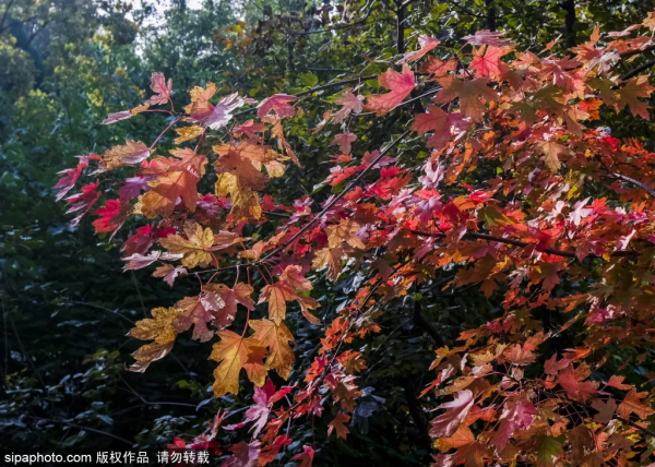 準備打卡！北京這些地方已經美成畫！最新彩葉實拍→