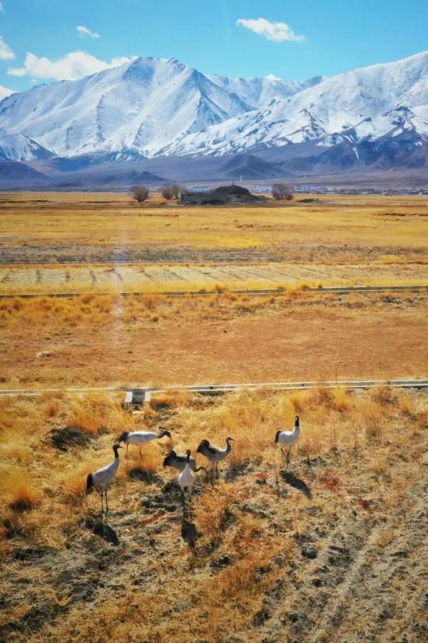 魅力西藏，阿里迴響（待續）