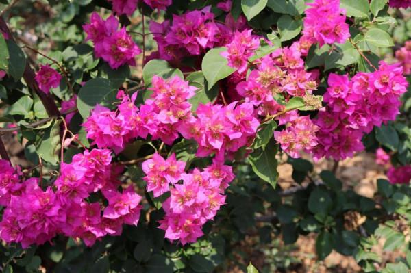 品種大全丨奼紫嫣紅的三角梅,驚豔你的可不是它的花…附品種介紹 品種大全丨奼紫嫣紅的三角梅,驚豔你的可不是它的花…附品種介紹