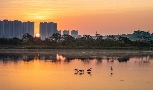 這個冬天，到海南紅樹灣赴一場火烈鳥之約