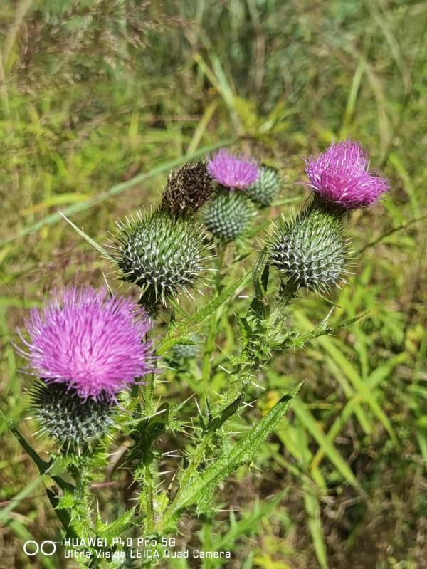 草本植物—飛廉