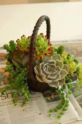 多肉的世界,簡單執著,看看你都見過哪些 多肉的世界,簡單執著,看看你都見過哪些