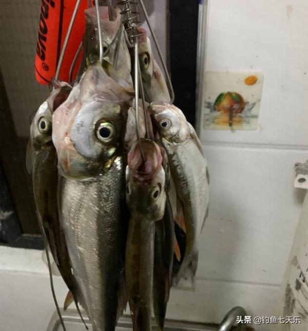 江西男子曬漁獲秀智商!網友看後怒了:這麼多小魚,你能吃完嗎 江西男子曬漁獲秀智商!網友看後怒了:這麼多小魚,你能吃完嗎