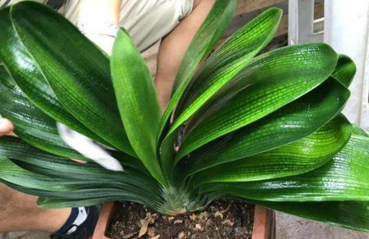 橘子皮對花卉還有這樣的作用，實在是高階