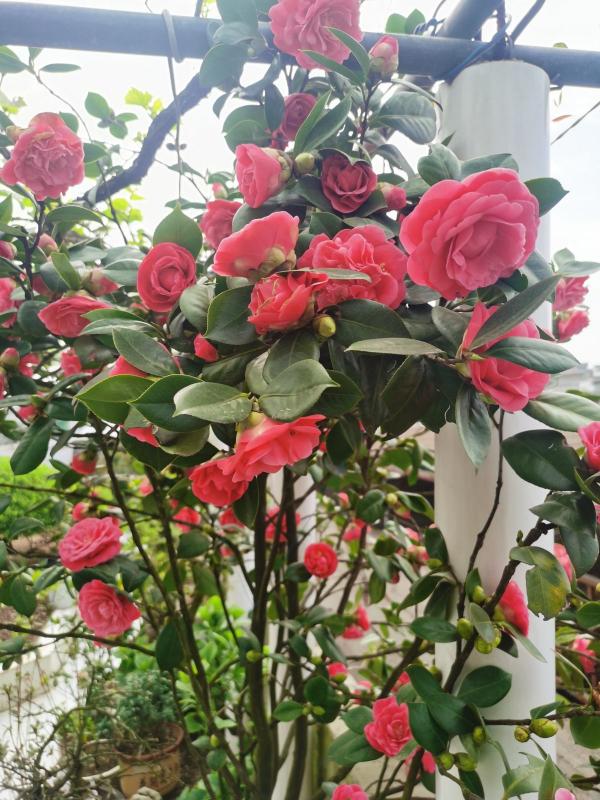 8種特難養的花，動不動就黃葉、生蟲，養好了算我輸